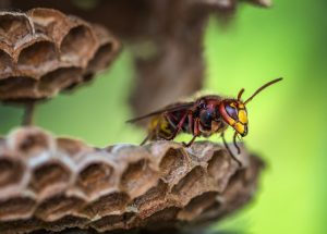 Chasser Les Guepes De Son Jardin