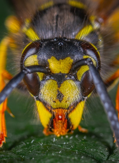 Trouver Des Guepes Dans Son Jardin