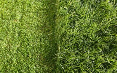 Comment entretenir correctement sa pelouse pour qu’elle reste en bonne santé ?