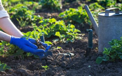 Comment créer un jardin potager bio et productif ?