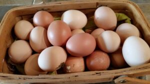 Eggs