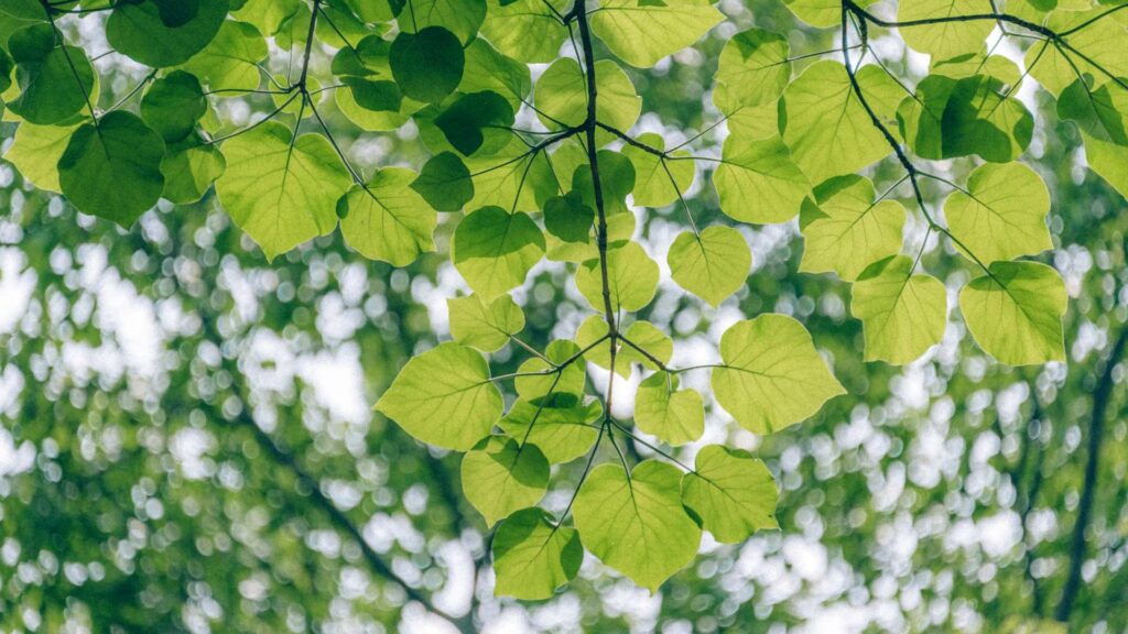 feuillage d'un arbre