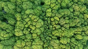 foret vue de haut