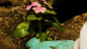 fleurs mise en terre