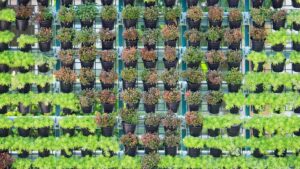 plante vertical