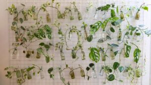 jardin vertical avec pot en verre