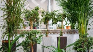plante en décoration intérieur