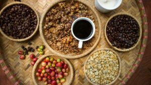 étape de la culture du café