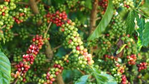 plant de café