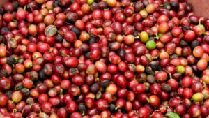 graine de café non torréfié