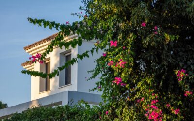Créer un jardin méditerranéen à Nice : plantes et aménagements adaptés